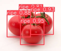 Tomato scan 4